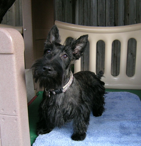 Scotties orders for adoption